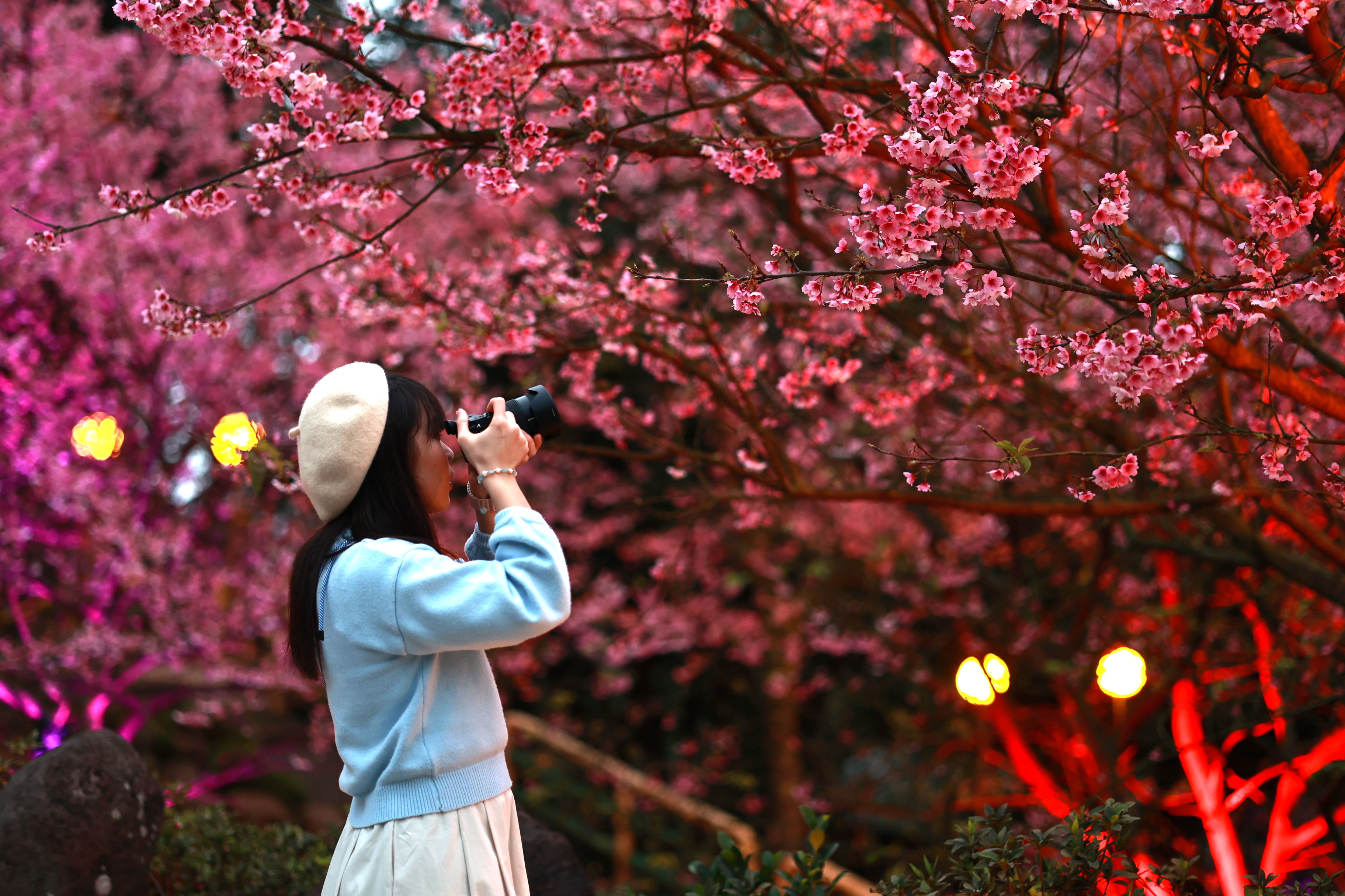櫻花季活動的夜櫻區 氛圍浪漫 是網美、攝影好手必拍地點